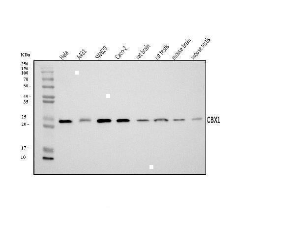 Anti-CBX1/HP1 beta Antibody Picoband® Boster Bio