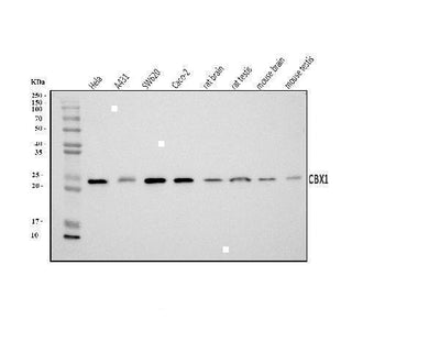 Anti-CBX1/HP1 beta Antibody Picoband® Boster Bio