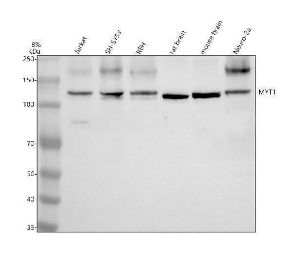 Anti-MYT1 Antibody Picoband® Boster Bio