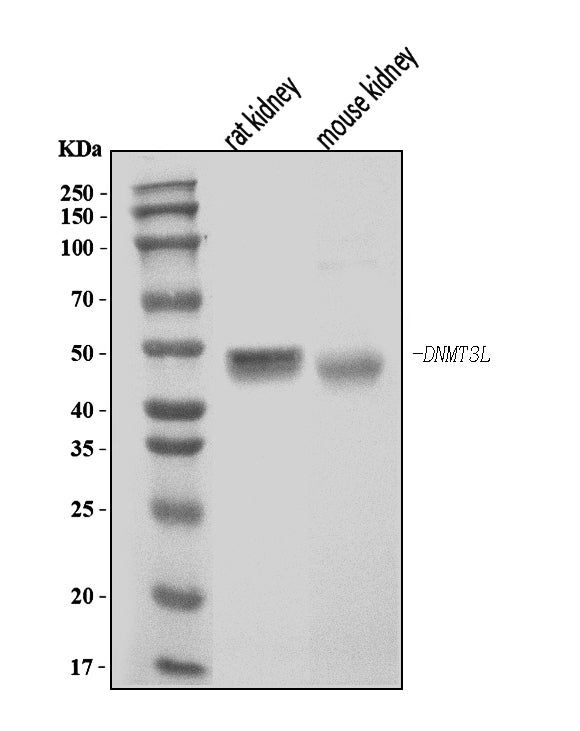 Anti-Dnmt3l Antibody Picoband® Boster Bio
