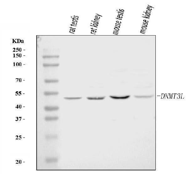 Anti-DNMT3L Antibody Picoband® Boster Bio