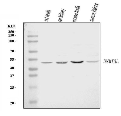 Anti-DNMT3L Antibody Picoband® Boster Bio
