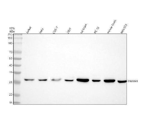 Anti-YWHAH Antibody Picoband® Boster Bio