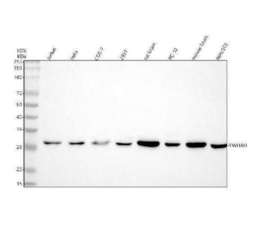 Anti-YWHAH Antibody Picoband® Boster Bio