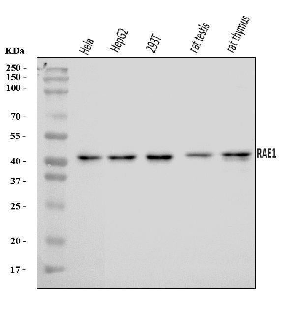 Anti-RAE1 Antibody Picoband® Boster Bio