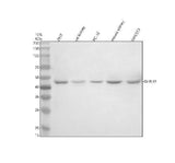 Anti-GHRHR Antibody Picoband® Boster Bio