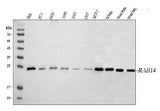 Anti-RAB14 Antibody Picoband® Boster Bio
