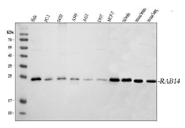 Anti-RAB14 Antibody Picoband® Boster Bio