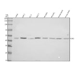 Anti-EGR3 Antibody Picoband® Boster Bio
