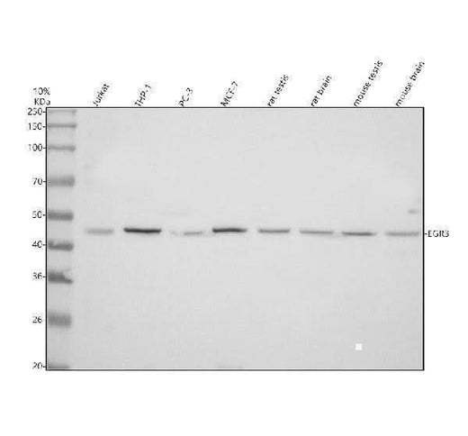 Anti-EGR3 Antibody Picoband® Boster Bio