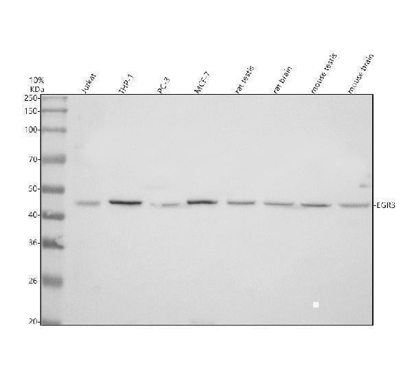 Anti-EGR3 Antibody Picoband® Boster Bio