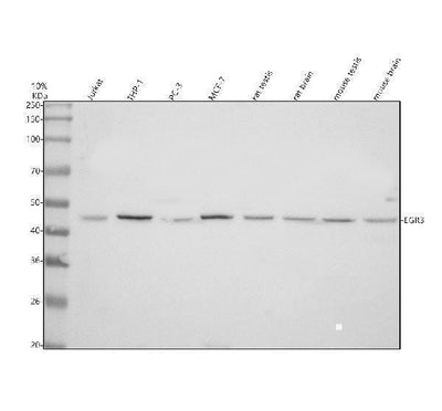Anti-EGR3 Antibody Picoband® Boster Bio