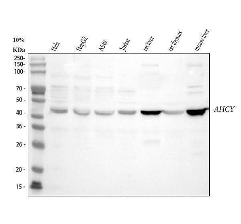 Anti-AHCY Antibody Picoband® Boster Bio