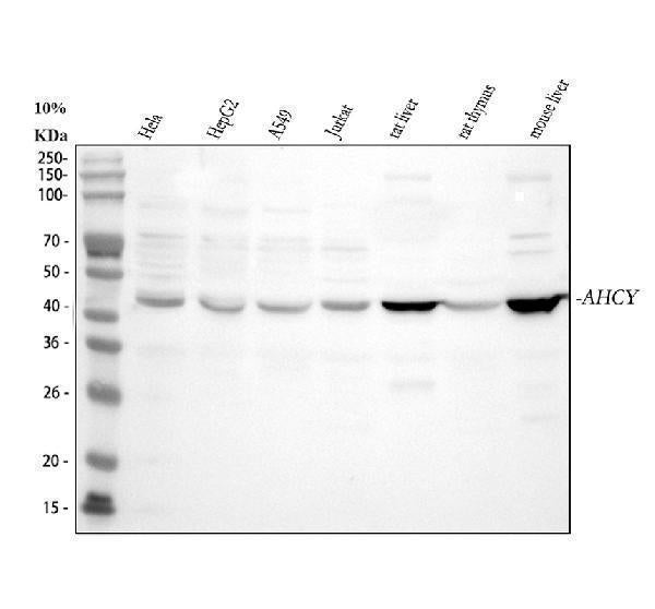 Anti-AHCY Antibody Picoband® Boster Bio