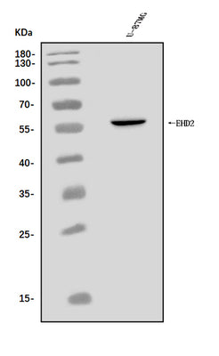 Anti-EHD2 Antibody Picoband® Boster Bio