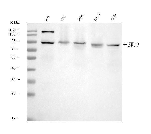 Anti-ZW10 Antibody Picoband® Boster Bio