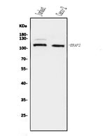 Anti-ERAP2 Antibody Picoband® Boster Bio