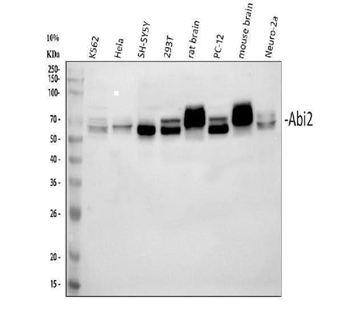 Anti-ABI2 Antibody Picoband® Boster Bio