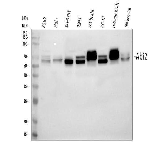 Anti-ABI2 Antibody Picoband® Boster Bio
