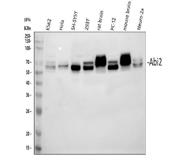 Anti-ABI2 Antibody Picoband® Boster Bio