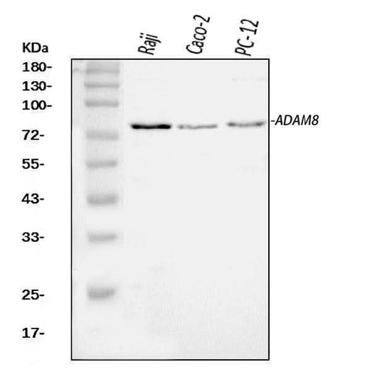 Anti-MS2/ADAM8 Antibody Picoband® Boster Bio