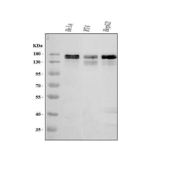 Anti-MAP1S Antibody Picoband® Boster Bio