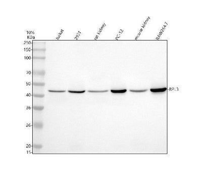 Anti-DYX1C1/DNAAF4 Antibody Picoband® Boster Bio