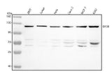 Anti-EIF3B Antibody Picoband® Boster Bio