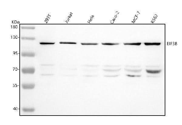 Anti-EIF3B Antibody Picoband® Boster Bio