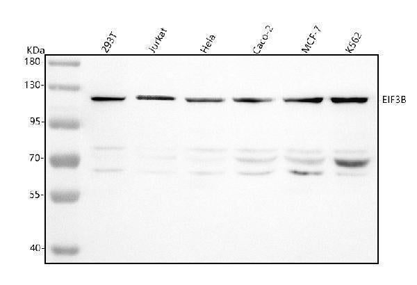 Anti-EIF3B Antibody Picoband® Boster Bio