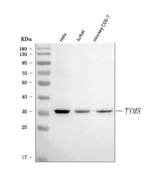 Anti-Thymidylate Synthase/TYMS Antibody Picoband® Boster Bio