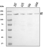 Anti-KIF7 Antibody Picoband® Boster Bio