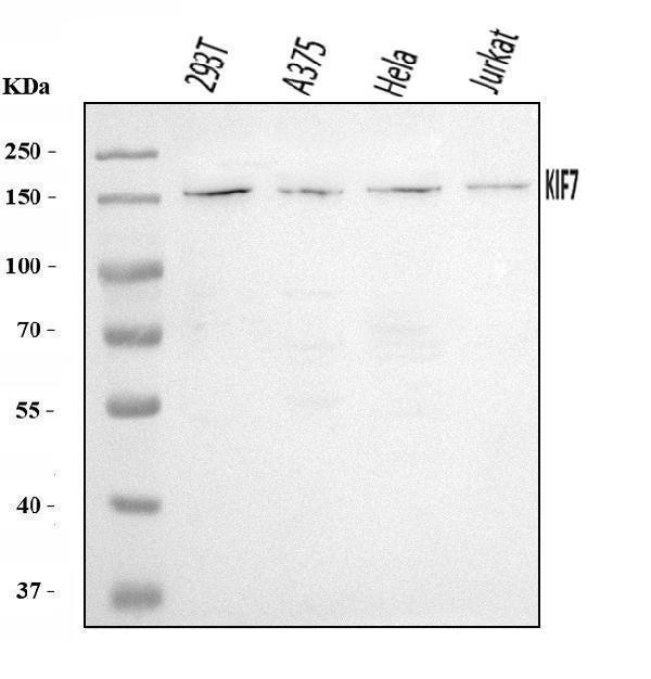 Anti-KIF7 Antibody Picoband® Boster Bio