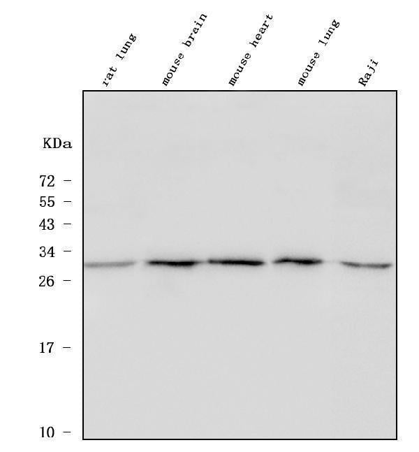 Anti-ULBP1 Antibody Picoband® Boster Bio