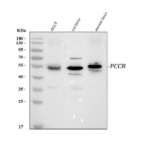 Anti-PCCB Antibody Picoband® Boster Bio