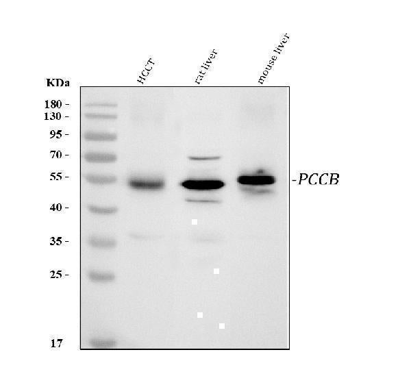 Anti-PCCB Antibody Picoband® Boster Bio