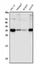 Anti-Sprouty 4/Spry-4/SPRY4 Antibody Picoband® Boster Bio