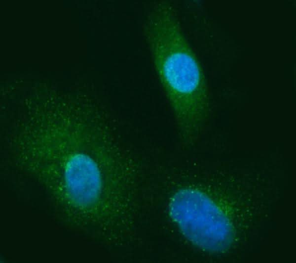 Anti-SEC13L1/SEC13 Antibody Picoband® Boster Bio