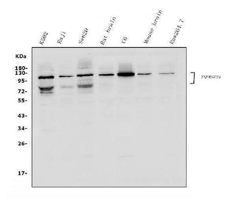 Anti-DR6/TNFRSF21 Antibody Picoband® Boster Bio