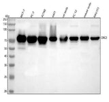 Anti-ORC2 Antibody Picoband® Boster Bio