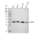 Anti-OTUB1 Antibody Picoband® Boster Bio