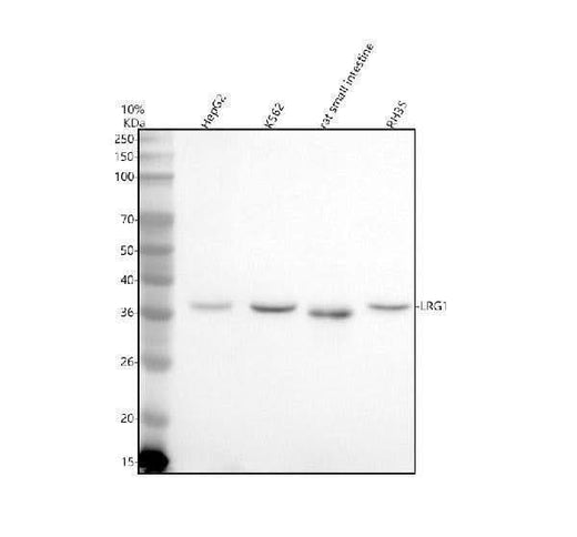 Anti-LRG1 Antibody Picoband® Boster Bio