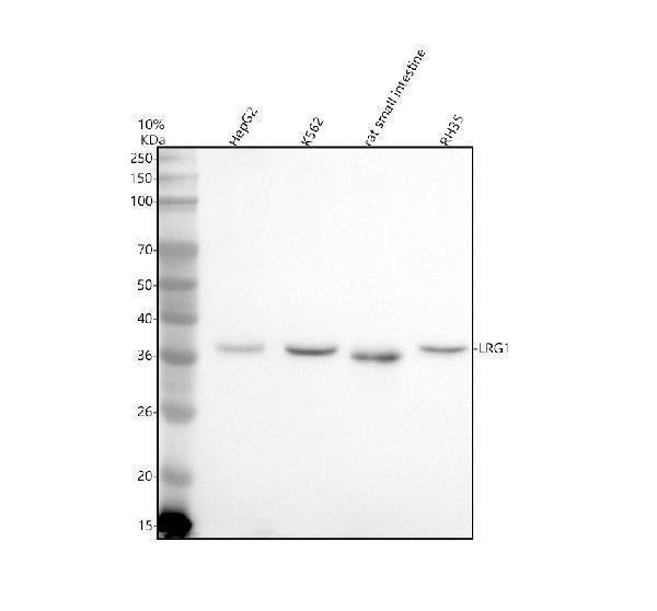 Anti-LRG1 Antibody Picoband® Boster Bio