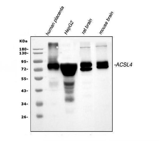 Anti-FACL4/ACSL4 Antibody Picoband® Boster Bio