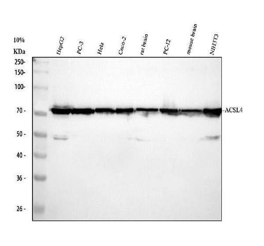 Anti-FACL4/ACSL4 Antibody Picoband® Boster Bio