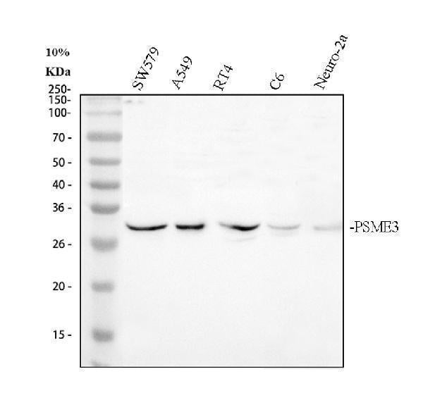 Anti-PSME3 Antibody Picoband® Boster Bio
