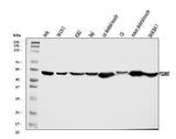 Anti-PDLIM7 Antibody Picoband® Boster Bio