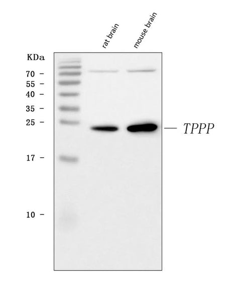 Anti-TPPP Antibody Picoband® Boster Bio