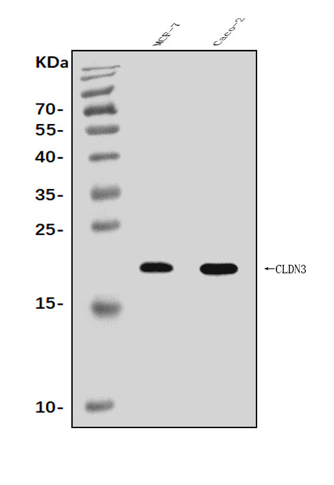 Anti-Claudin 3/CLDN3 Antibody Picoband® Boster Bio
