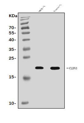 Anti-Claudin 3/CLDN3 Antibody Picoband® Boster Bio